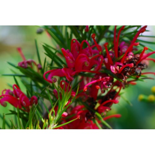 Grevillea Scarlet Sprite 1 Plants Dwarf Native Shrubs rosmarinifolia hybrid